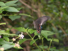 Papilio bianor thrasymedes