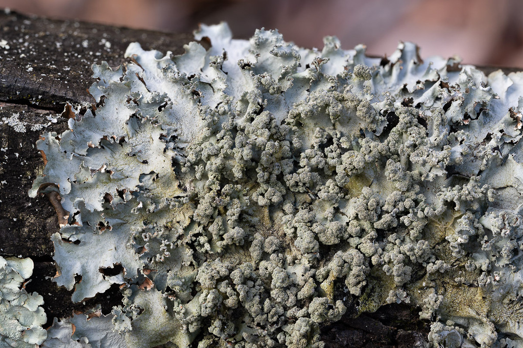 Parmotrema gardneri