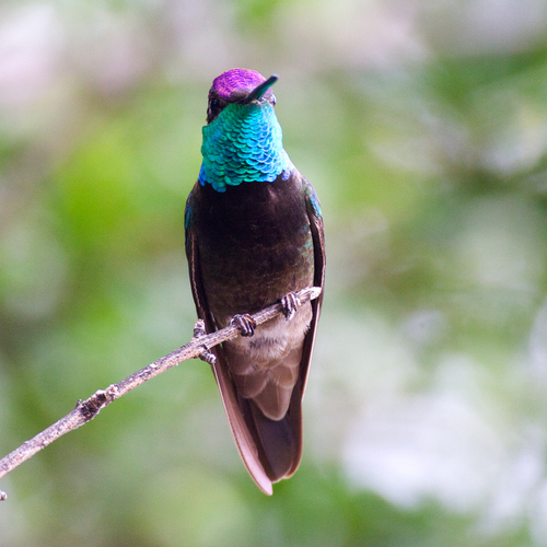 Rivoli's Hummingbird