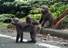 Macaca fuscata yakui