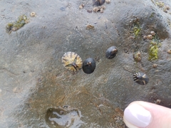 Cellana radians