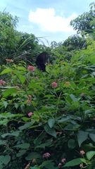 Papilio bianor thrasymedes