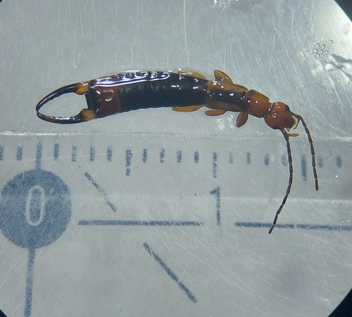Diaperasticus erythrocephalus
