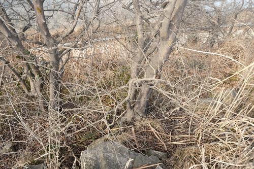 Image of Parrotia subaequalis by (c) 王天, some rights reserved (CC BY)