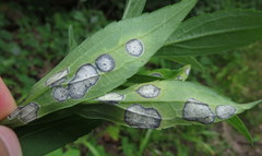 Asteromyia carbonifera