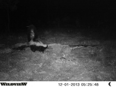 Mephitis mephitis estor