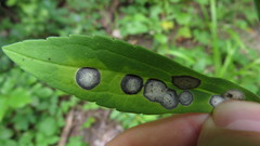 Asteromyia carbonifera
