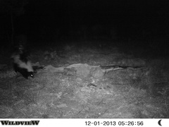 Mephitis mephitis estor