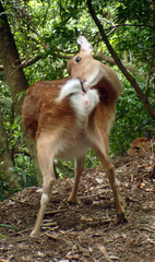 Cervus nippon yakushimae