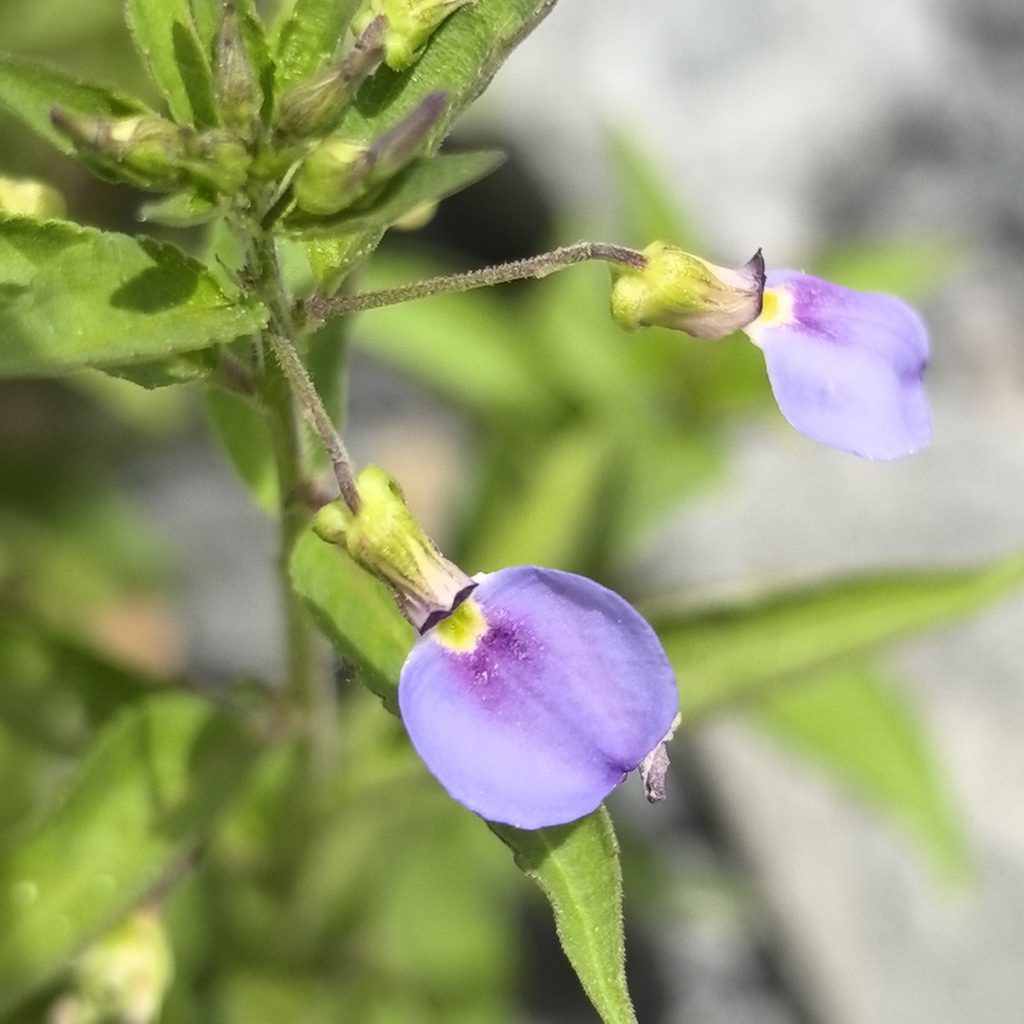 Pombalia glabra; photograph Sinaloa Silvestre, CC0, iNaturalist via GBIF