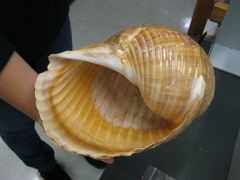 Tonna tankervillii