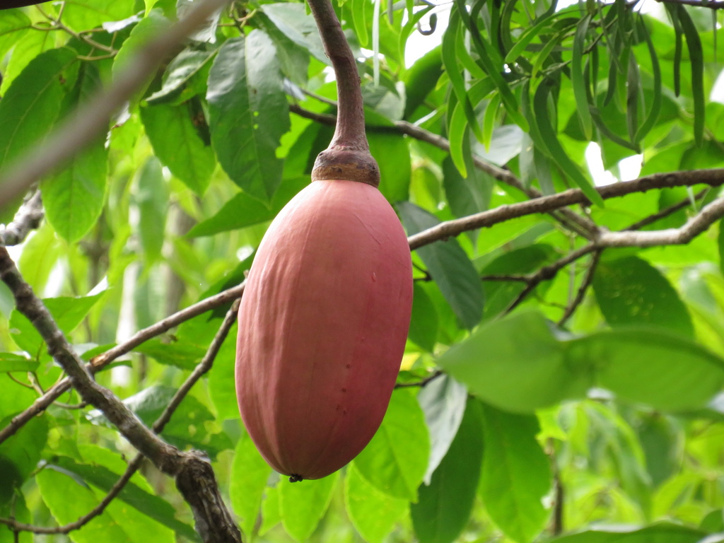 Munguba Pseudobombax Munguba Botanical Realm