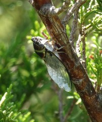 Diceroprocta viridifascia