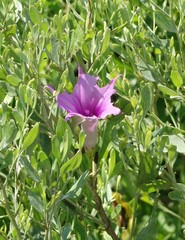 Ipomoea sagittata