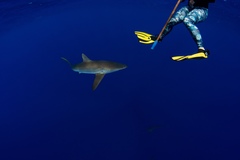Carcharhinus falciformis