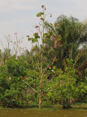 Pseudobombax munguba