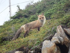 Vulpes vulpes deletrix