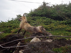 Vulpes vulpes deletrix