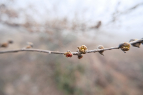 Image of Parrotia subaequalis by (c) 王天, some rights reserved (CC BY)