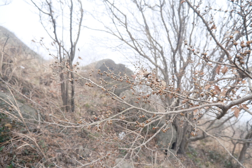 Image of Parrotia subaequalis by (c) 王天, some rights reserved (CC BY)
