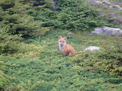 Vulpes vulpes deletrix