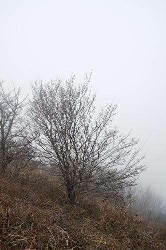 Image of Parrotia subaequalis by (c) 王天, some rights reserved (CC BY)