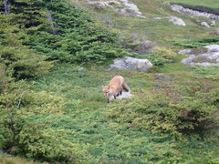 Vulpes vulpes deletrix