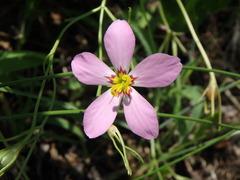 Sabatia stellaris