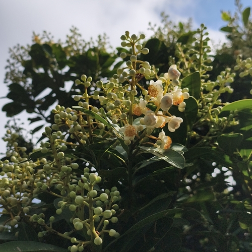 Calophyllum blancoi observed 2025-03-04