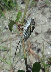 Diceroprocta viridifascia