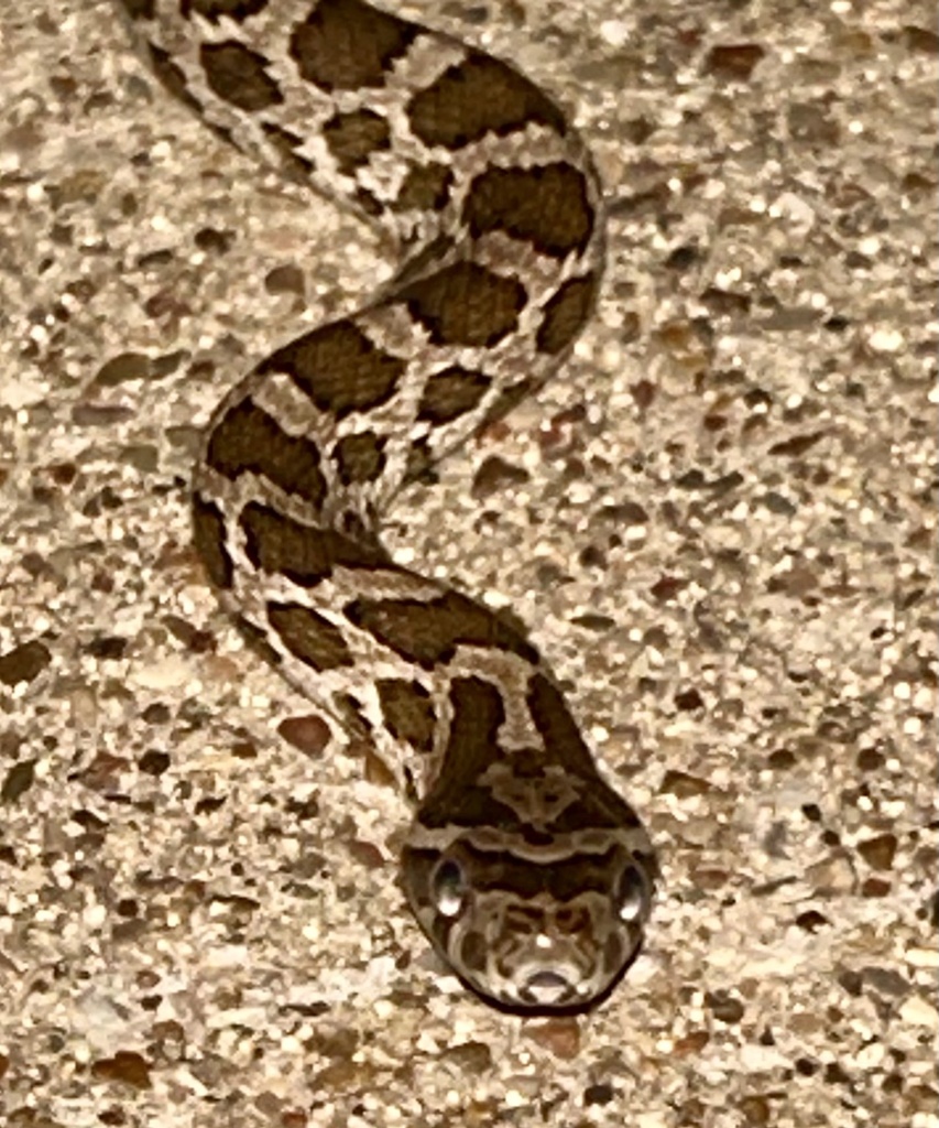 Great Plains Rat Snake