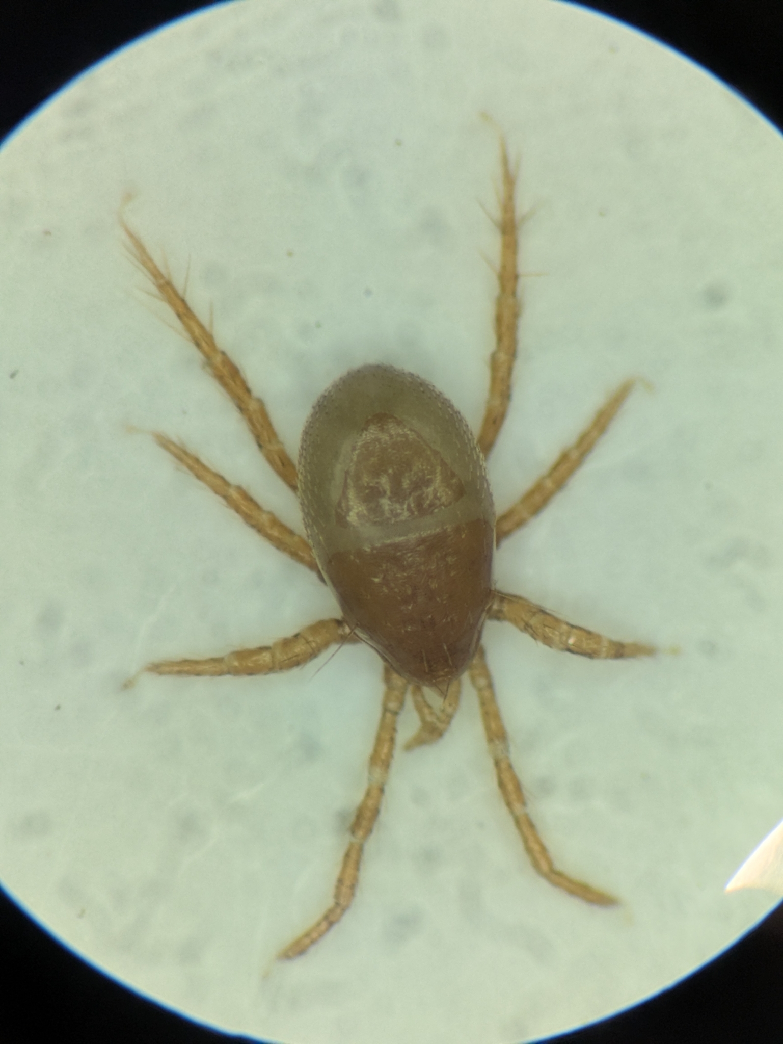 Parasitellus fucorum (De Geer, 1778)