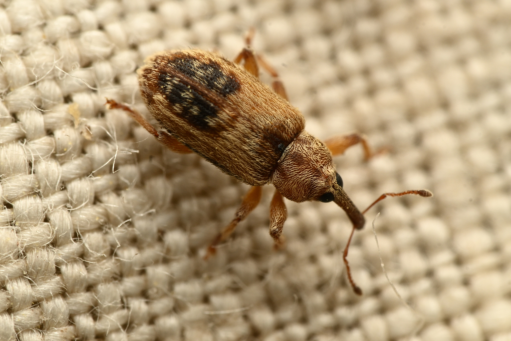 Epiphyte Weevil