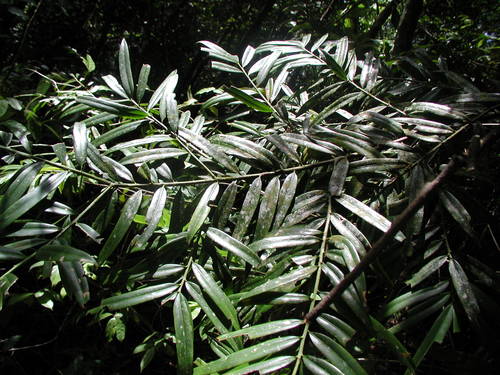 British Honduras yellowwood