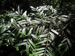 Podocarpus guatemalensis