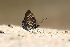 Euripus nyctelius