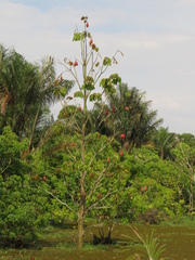 Pseudobombax munguba