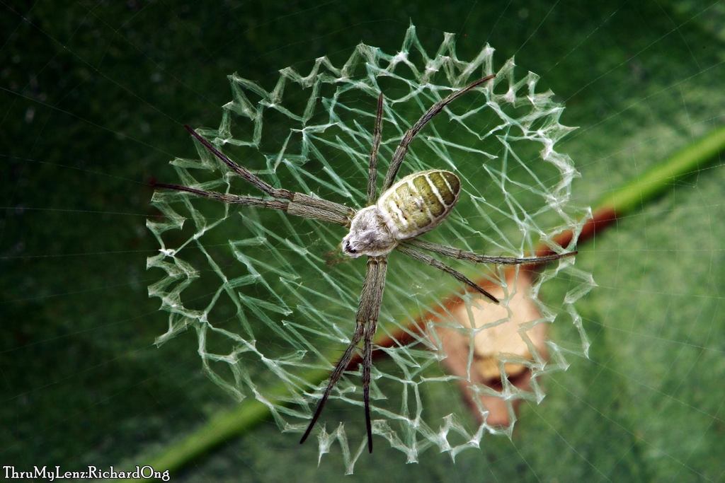 Banded Green Argiope
