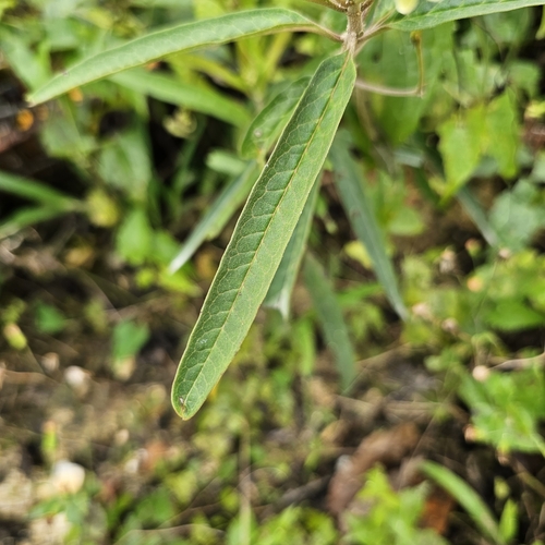 Image of Caribbean Milkweed (Asclepias nivea) by (c) Anthony Batista, some rights reserved (CC BY)