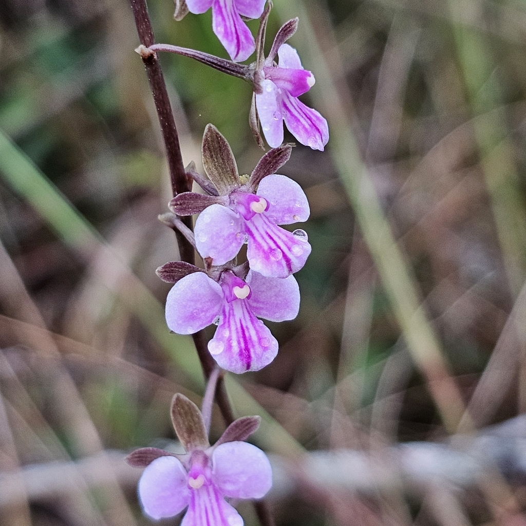 Tetramicra parviflora