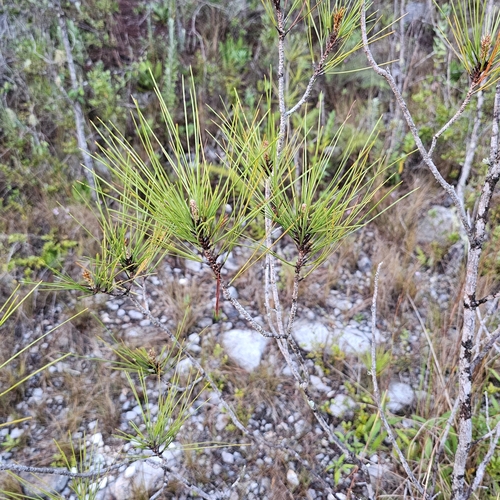 Image of Pinus occidentalis by (c) Anthony Batista, some rights reserved (CC BY)