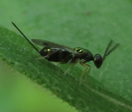Torymus capitis