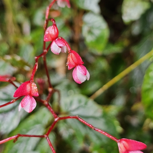 Hispaniolan Begonia (Begonia domingensis)