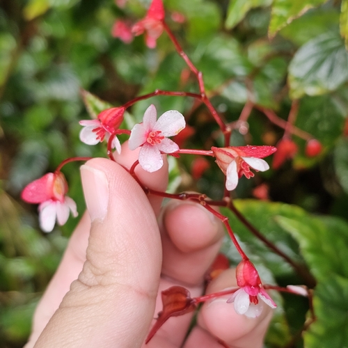 Image of Begonia domingensis by (c) Anthony Batista, some rights reserved (CC BY)