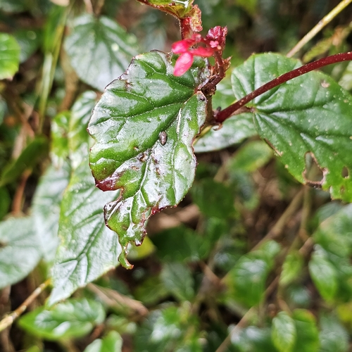 Image of Begonia domingensis by (c) Anthony Batista, some rights reserved (CC BY)