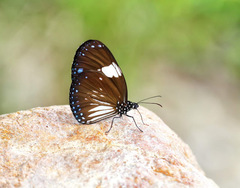 Euploea radamanthus