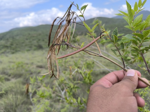 Tecoma rosifolia (Tecoma rosifolia)