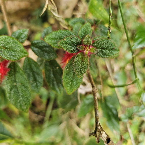 Image of Columnea domingensis by (c) Anthony Batista, some rights reserved (CC BY)