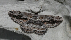 Scioglyptis chionomera