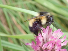 Bombus vagans bolsteri